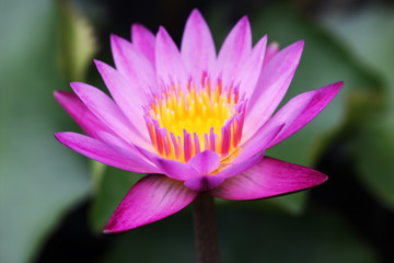 colorful lotus flower