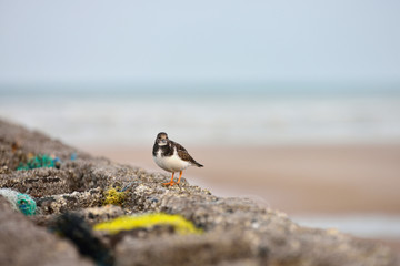 gravelot oiseau du littoral