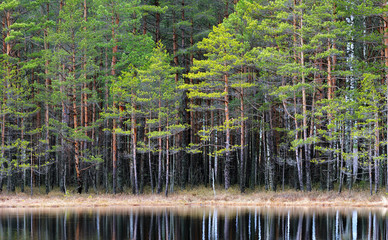 Northern forest landscape with a lake - 100122108