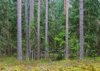 Northern forest landscape - 100122123