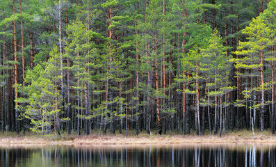 Northern forest landscape with a lake - 100122138