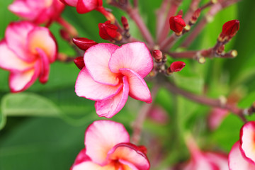 Fototapeta premium frangiapani flower