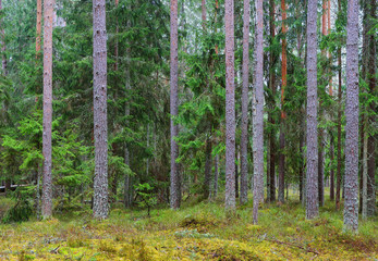 Northern forest landscape