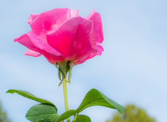 pink rose
