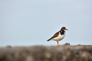 gravelot oiseau du littoral
