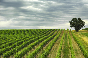 Fototapeta na wymiar Vineyard in Gironde (Aquitaine)
