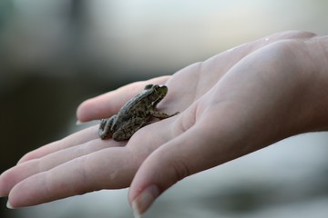 Frog resting in hand