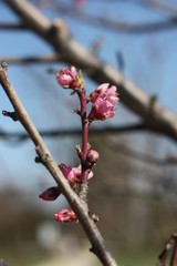 Cherry blossom buds on Cherry Tree