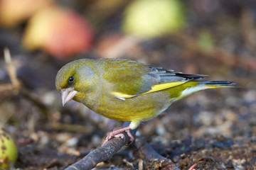 European Greenfinch (Chloris chloris)