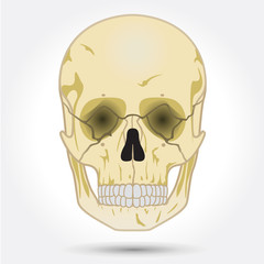 Human skull, front view.