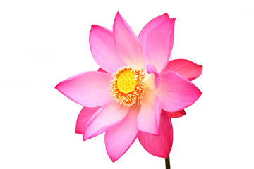lotus flower isolated on white background.