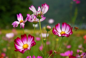 Beautiful galsang flowers