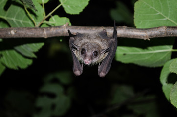 bat is mammal and call 