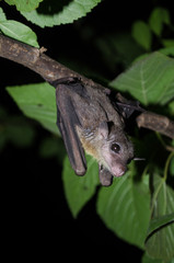 bat is mammal and call 