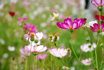 Beautiful galsang flowers