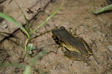 yellow frog
