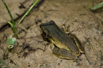 yellow frog