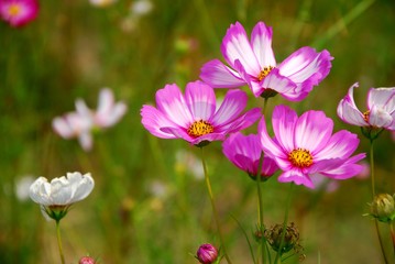 Beautiful galsang flowrs