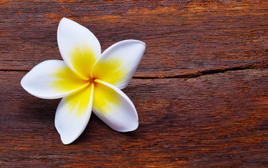Fototapeta na wymiar frangipani (plumeria) isolated on the wooden floor