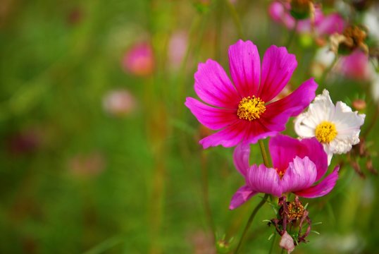Beautiful galsang flowrs