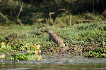 indian pond heron is walking on the plant
