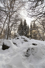 tree on the white background