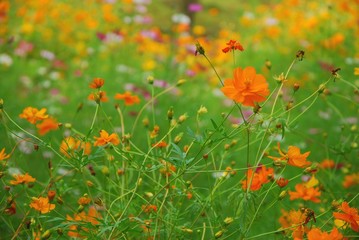 Beautiful galsang flowrs