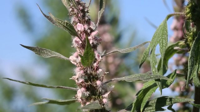 Herb motherwort (Leonurus cardiac)