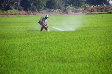 farmer spraying pesticide in green paddy field