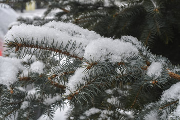 Деревья покрытые снегом