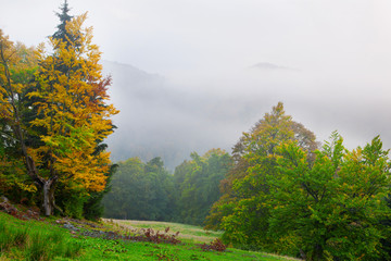 Beech forest in autumn on the slopes of the Carpathians