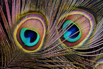 Naklejka premium Peacock feather (detail of eyespot)