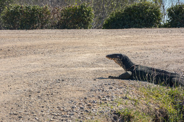 Asian water monitor (Varanus) looking something,blur background