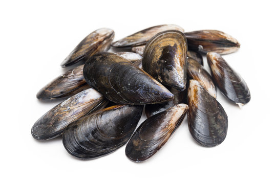 Cozze fresche