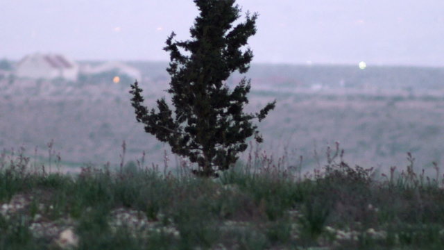 Royalty Free Stock Video Footage of a lone tree shot in Israel at 4k with Red.