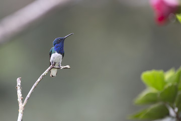 White-necked jacobin hummingbird of South America