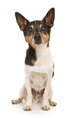 Naklejka na ściany i meble Older Jack Russell terrier dog sitting facing the camera isolated on a white background