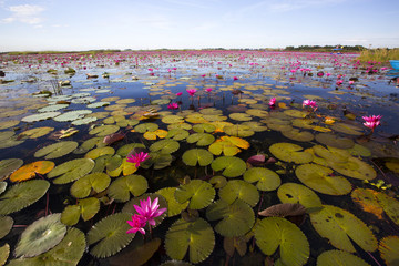 タイ国ウドンタニー県の湖タレーブアデーンの睡蓮