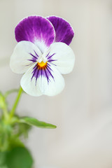 Stiefmütterchen Viola Tricolor weißer Hintergrund