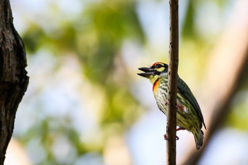Coppersmith Barbet, Bird