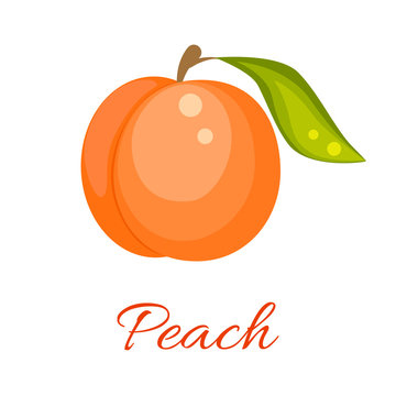 Peach isolated vector icon. Peach fruit on branch with leaf. Orange peach logo. Peach juice or jam branding logotype.