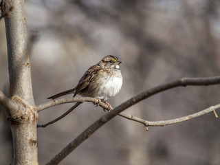 house sparrow