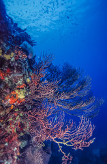 Fototapeta na wymiar Underwater coral reef