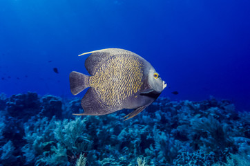 Naklejka na ściany i meble French angelfish, Pomacanthus paru