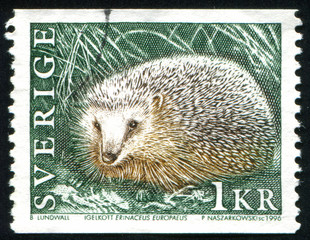 hedgehog