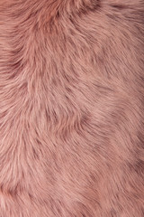 pink dyed sheepskin rug as a background
