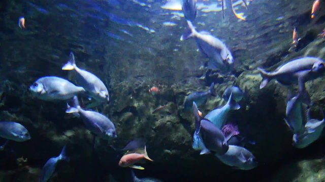 Acquario con i pesci