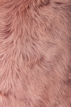 pink dyed sheepskin rug as a background

