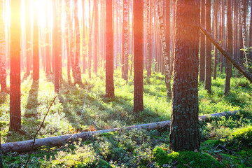 Sunrise in pine forest