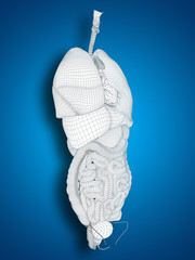3D human or man internal or thorax organs for anatomy or health